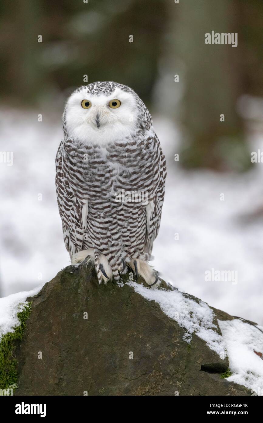 Snowy owl (Nyctea scandiaca), sitting on a rock, adult, captive, Czech Republic Stock Photo