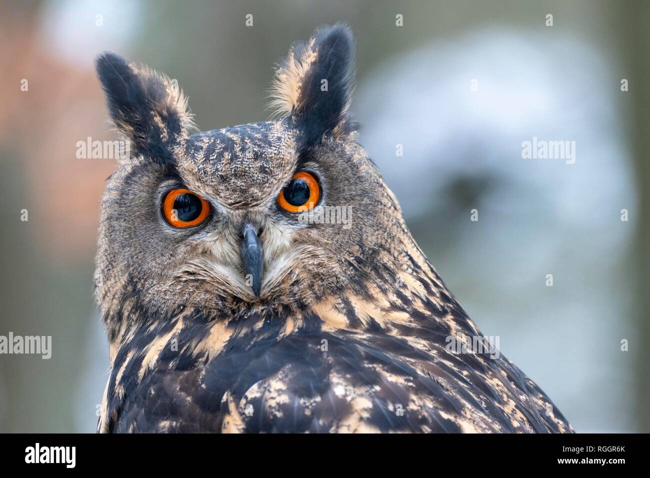 Eurasian eagle-owl (Bubo bubo), animal portrait, captive, Czech Republic Stock Photo
