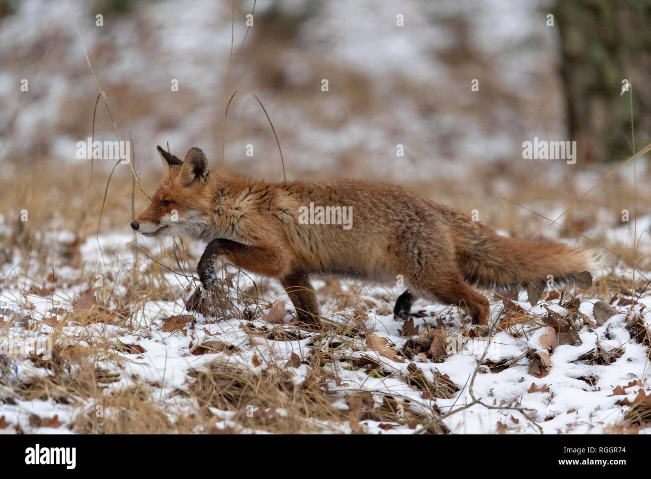 Red fox (Vulpes vulpes), running in snowy forest, captive, Czech Republic Stock Photo