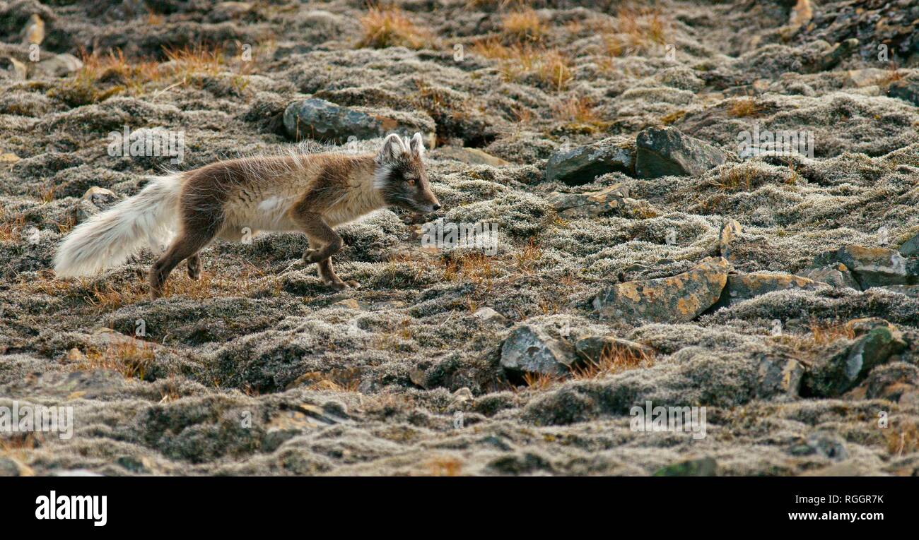 Arctic fox (Vulpes lagopus), Svalbard, Norwegian Arctic, Norway Stock Photo
