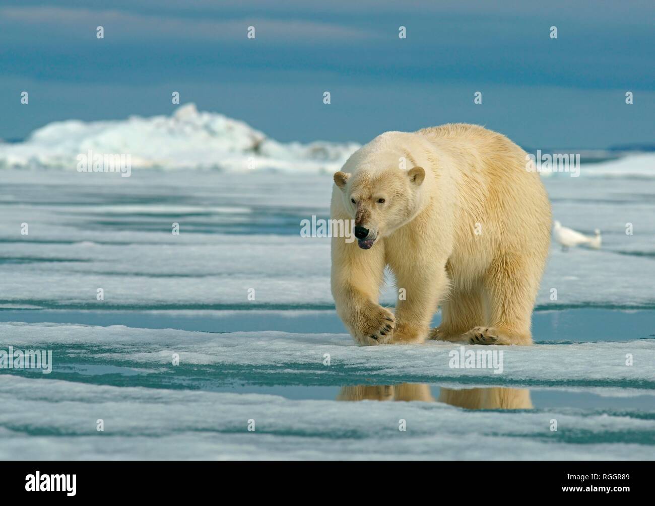 Polar bear (Ursus maritimus) female running on ice floe, Svalbard, Norwegian Arctic, Norway Stock Photo