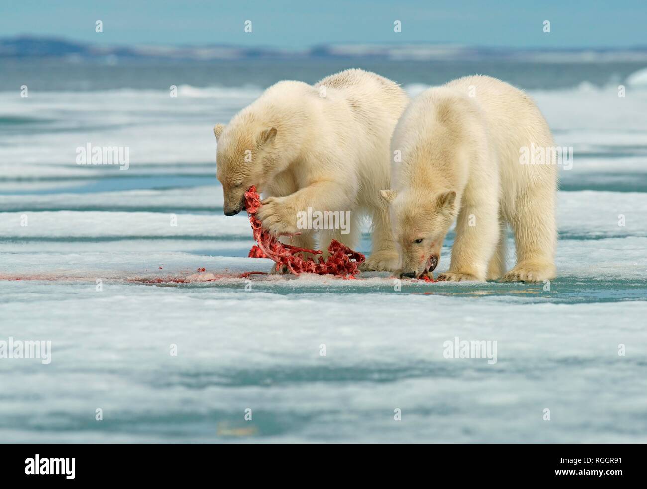 Polar bears (Ursus maritimus), young animals feeding on the carcass of a captured seal, Svalbard, Norwegian Arctic, Norway Stock Photo