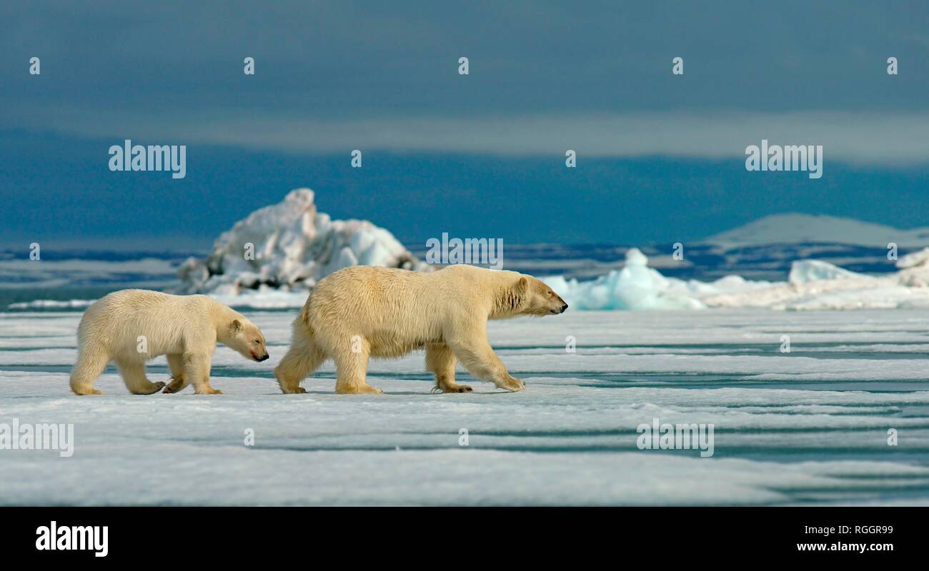 Polar bears (Ursus maritimus), female with young running on ice floe, Svalbard, Norwegian Arctic, Norway Stock Photo