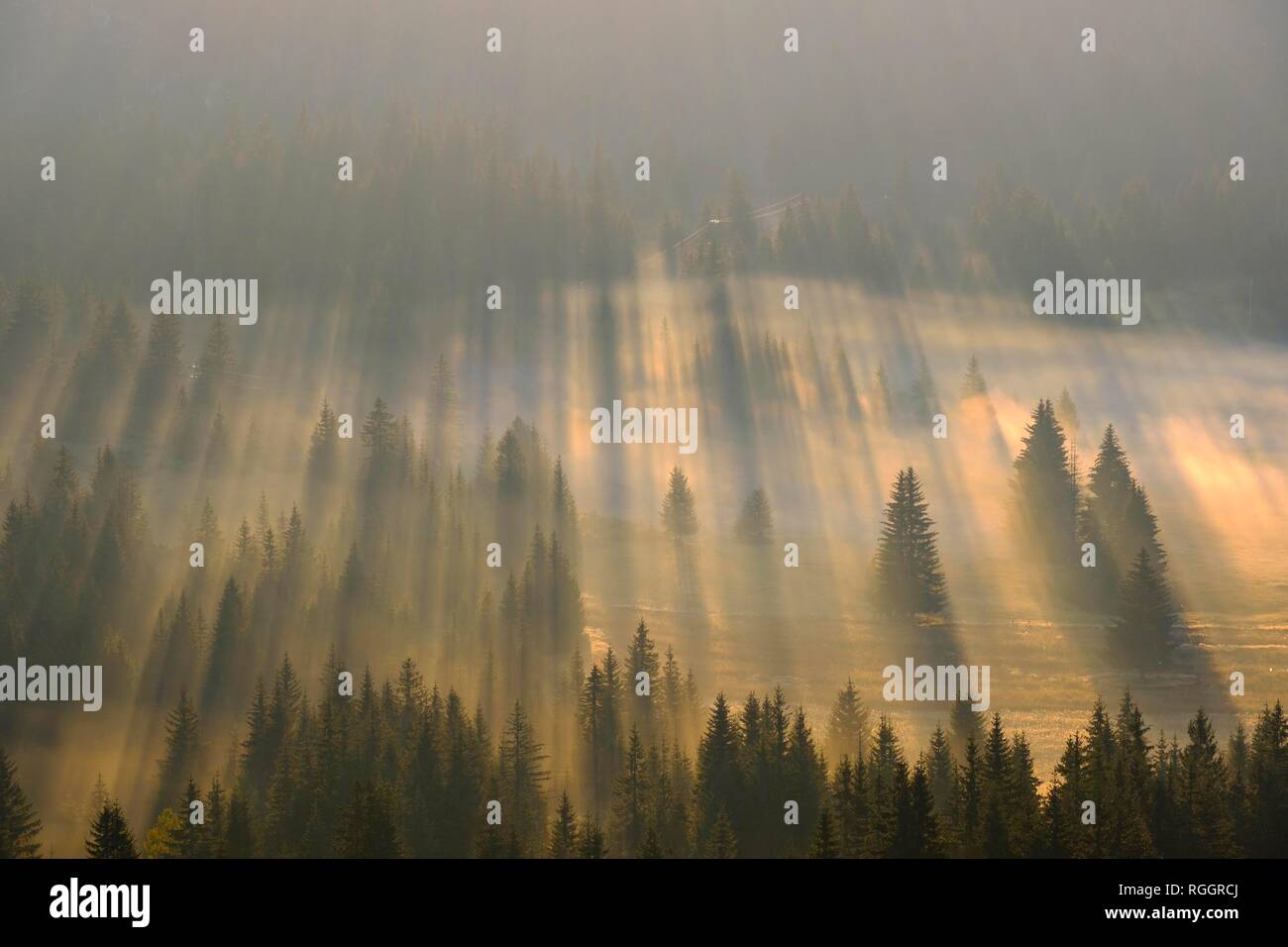 Sun rays shine in the forest through fog, sunrise, view from Curevac, Durmitor National Park, Zabljak Province, Montenegro Stock Photo