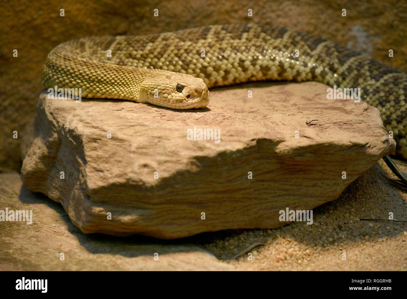 Toxic Mexican west coast rattlesnake (Crotalus basiliscus) on rock, captive, occurrence Mexico Stock Photo