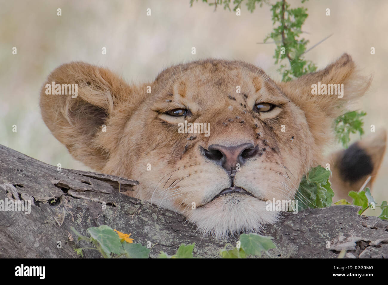 Portrait of a young lion's face Stock Photo