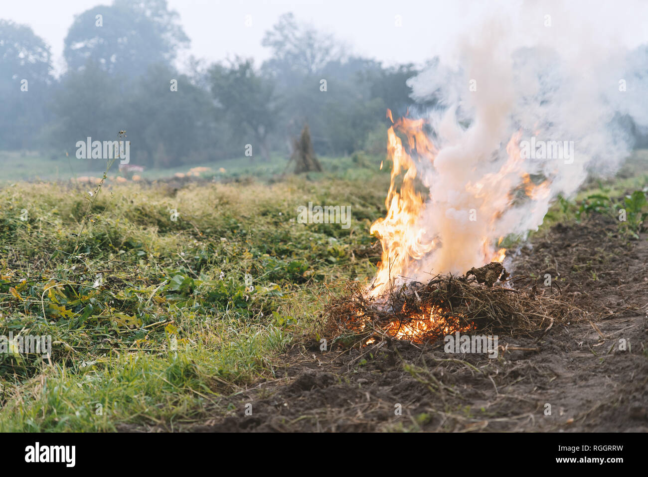 Weed and grass burning on the field, after harvest, autumn time