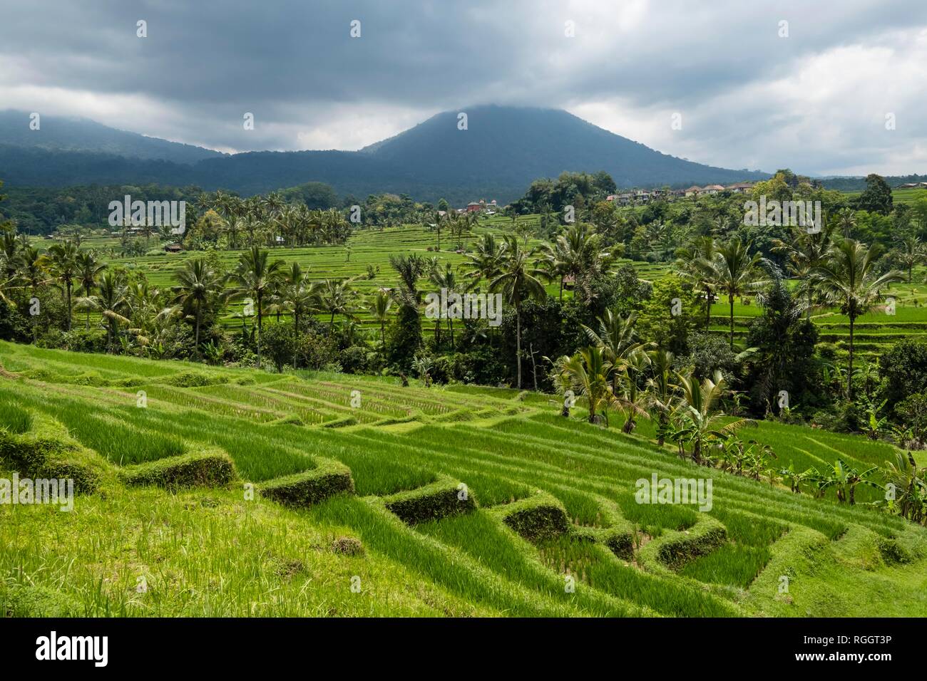 Rice terraces of Jatiluwih, volcano Gunung Batukaru in the background, Bali,  Indonesia Stock Photo - Alamy