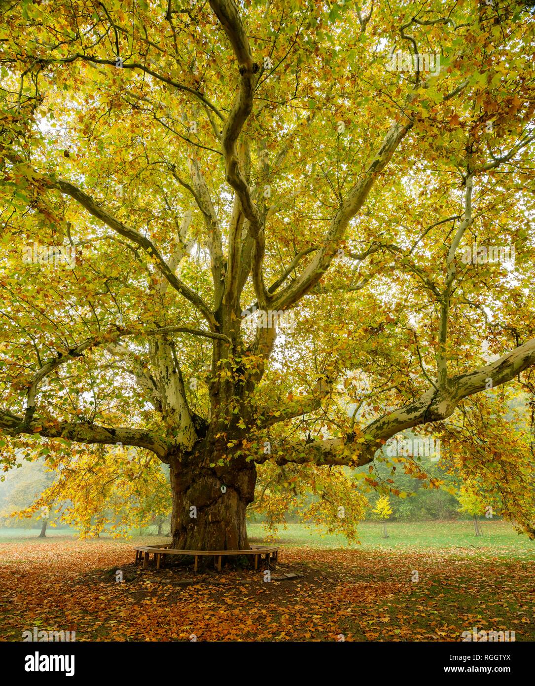 Giant plane tree (Platanus) in the park, Autumn, Naumburg, Saxony-Anhalt, Germany Stock Photo