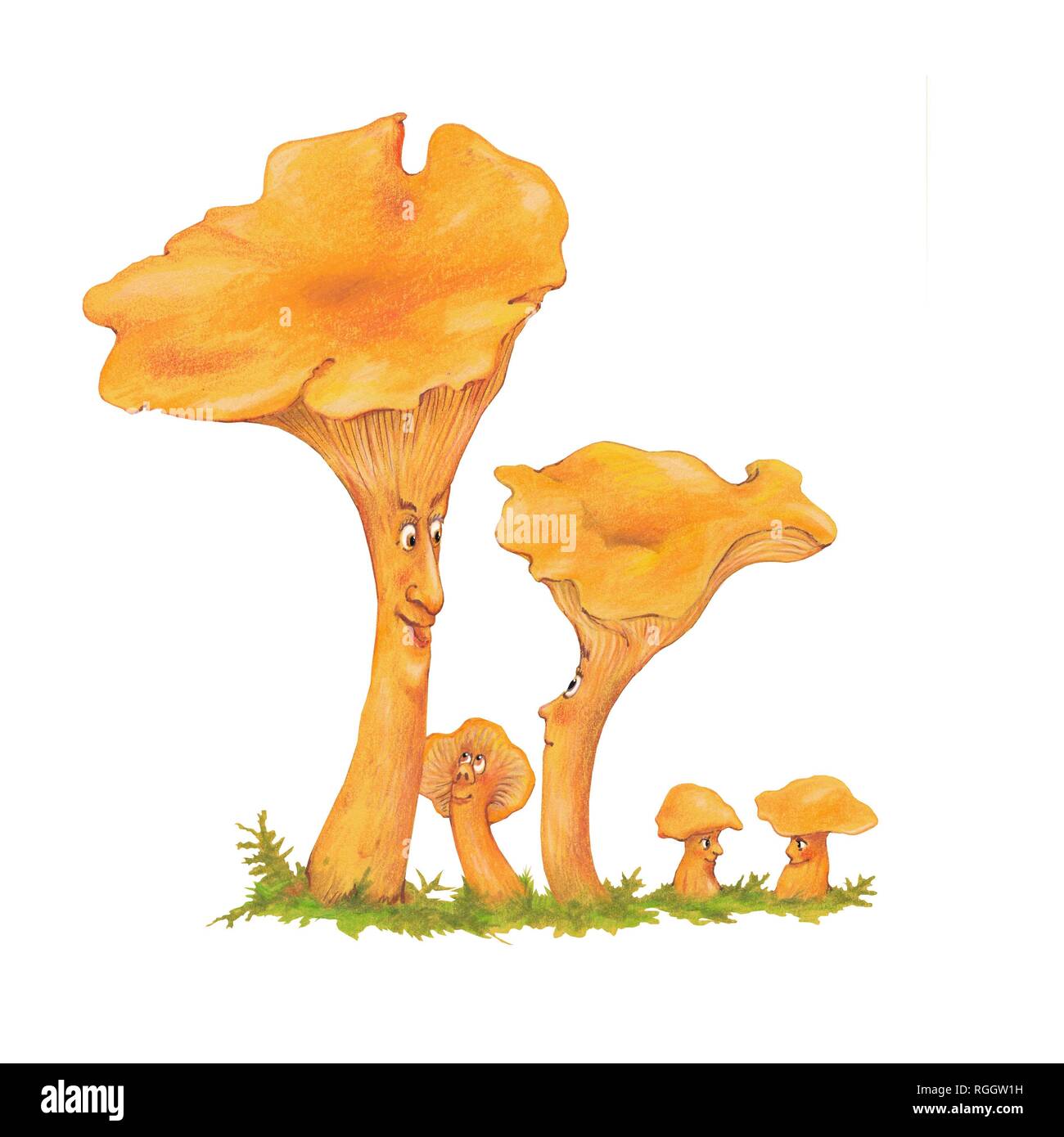 Chanterelles (Cantharellus), family, father, mother, children, clipping, background white, Germany Stock Photo