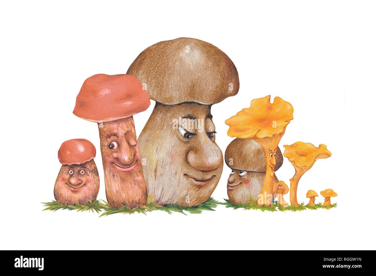 Boletus (Boletus), chanterelles (Cantharellus) and Leccinum (Leccinum), edible mushrooms, faces, clipping, background white Stock Photo