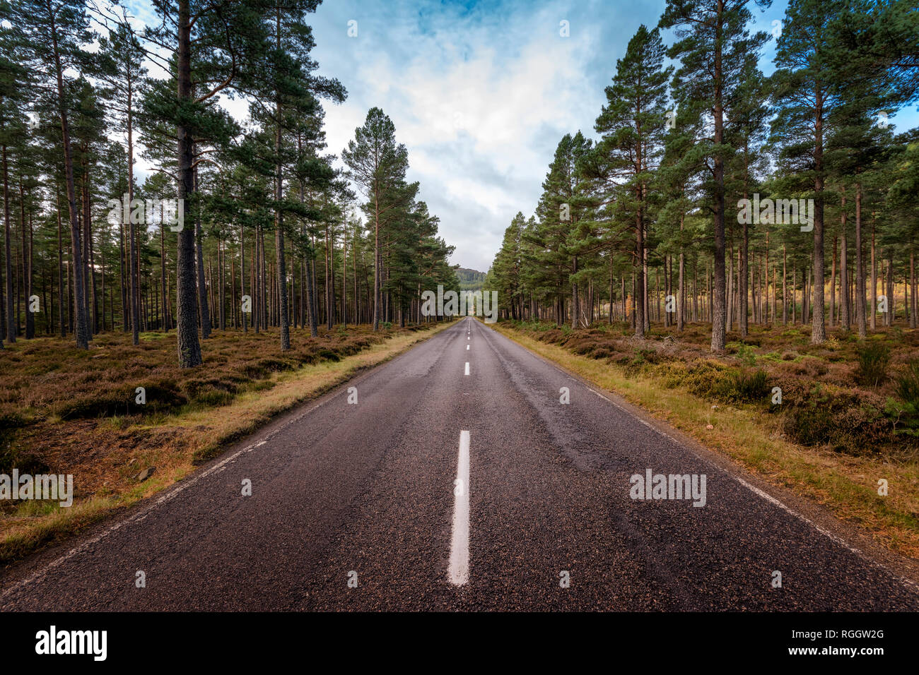 UK, Scotland, Highlands, Braemar, road through pine forest Stock Photo