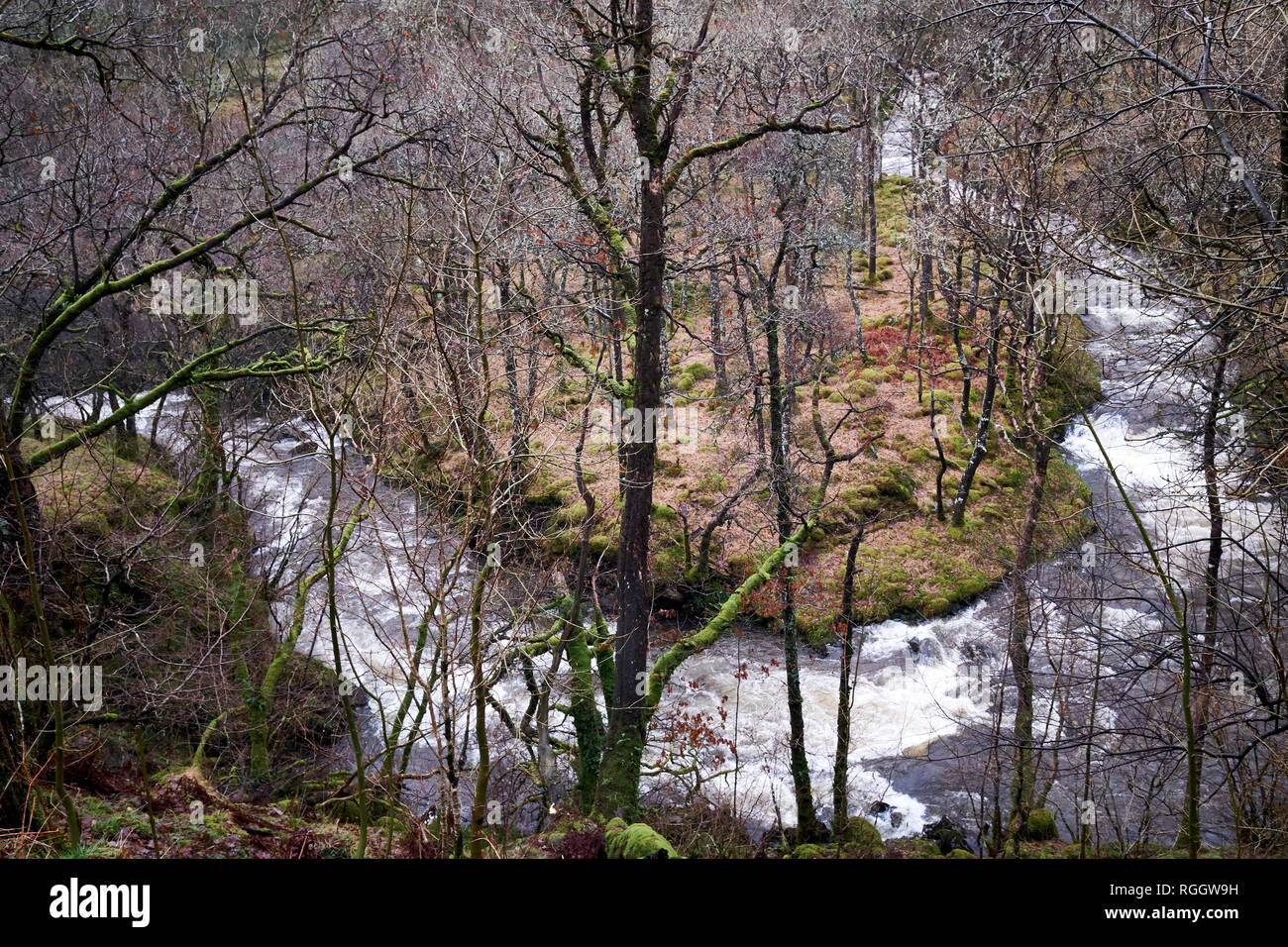 A river travels around a bend in dense woodland in shallow white water rapids Stock Photo