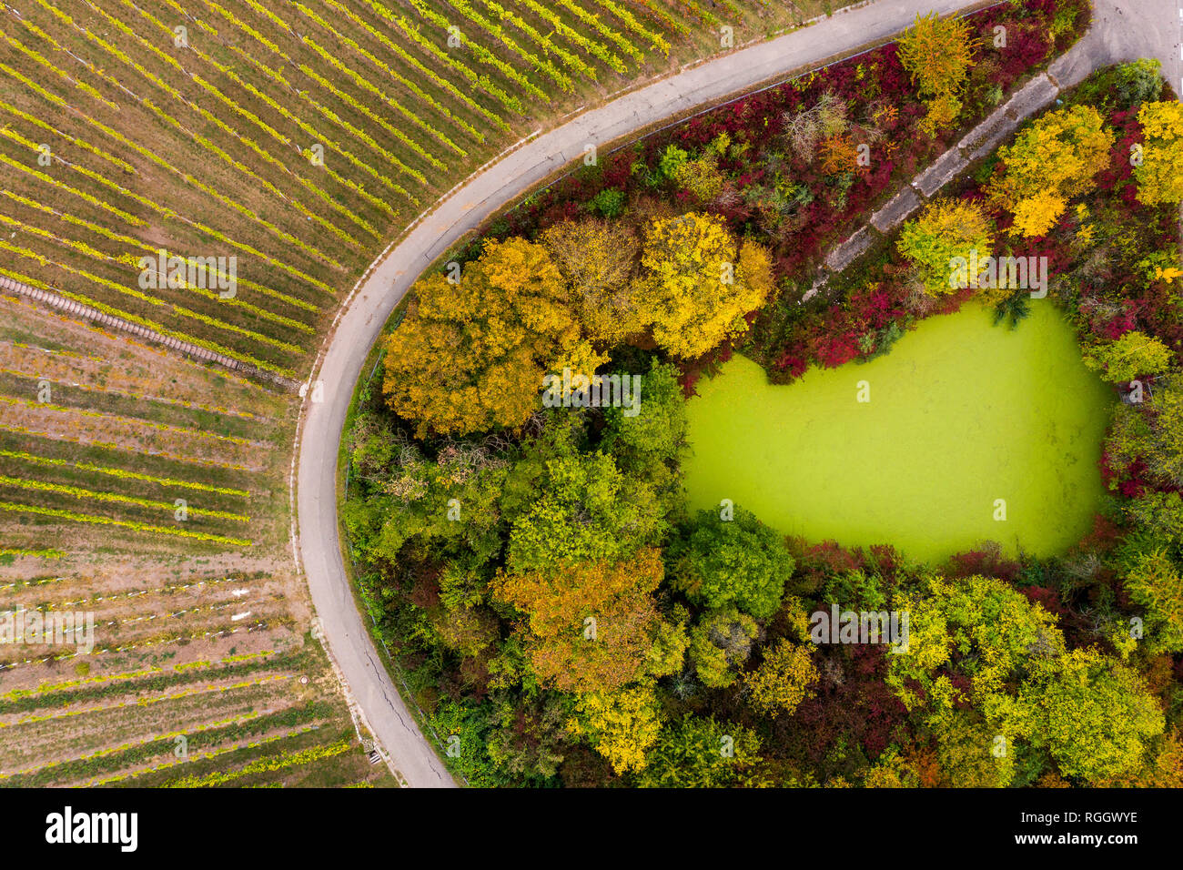Germany, Baden-Wuerttemberg, Aerial view of Korber Kopf, vineyards in autumn Stock Photo