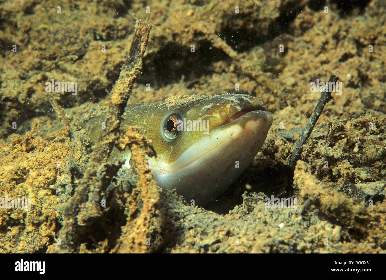 European Eel Anguilla Anguilla Animal Portrait Baden Wurttemberg Germany Stock Photo Alamy