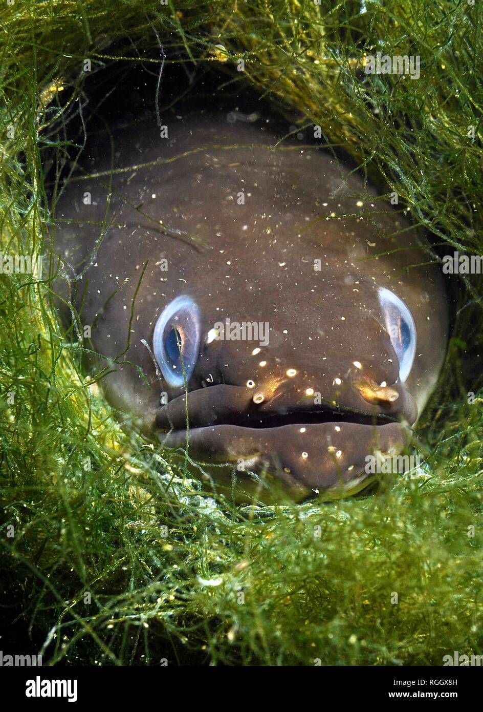European Eel Anguilla Anguilla Between Aquatic Plants Animal Portrait Baden Wurttemberg Germany Stock Photo Alamy