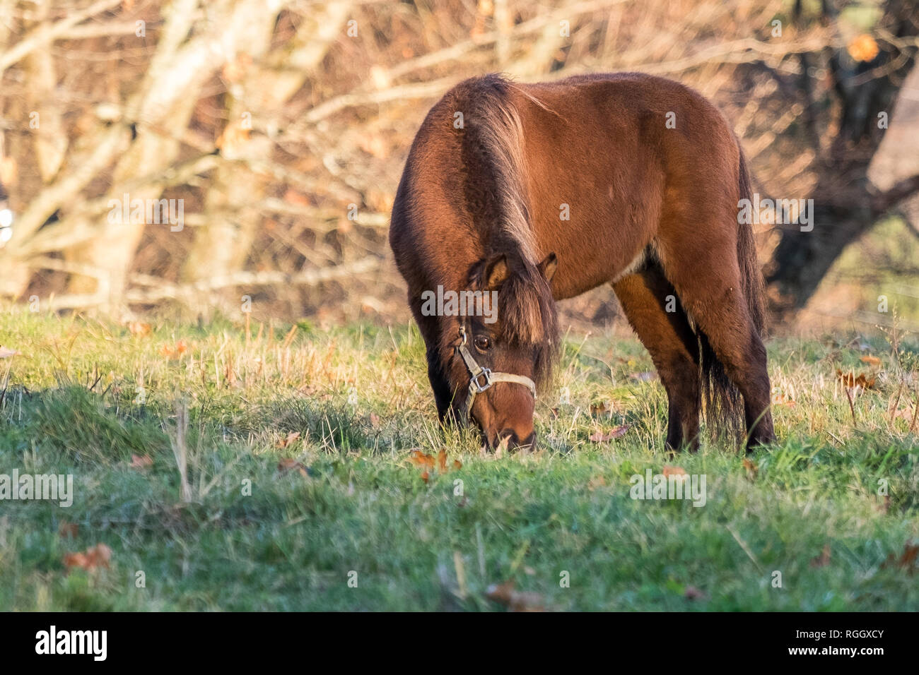 Mini horse grazing in the field on a fall day Stock Photo