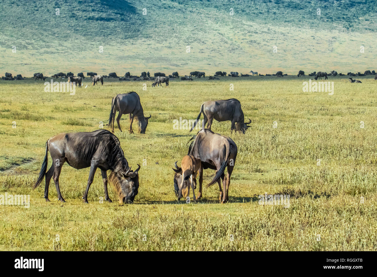Wildebeests in the Savannah Stock Photo