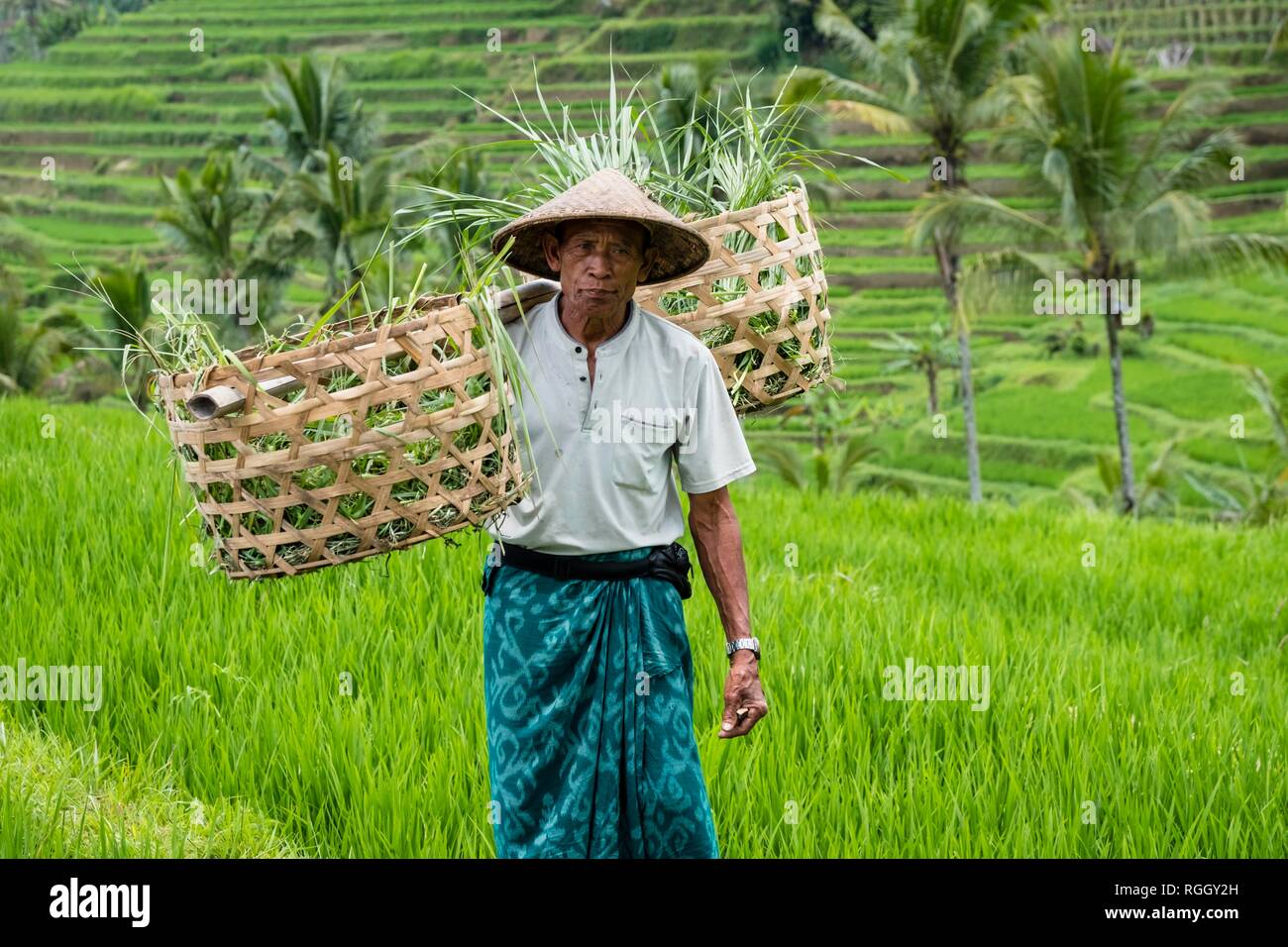 Rice farmer in the rice terraces of Jatiluwih, Bali, Indonesia Stock Photo