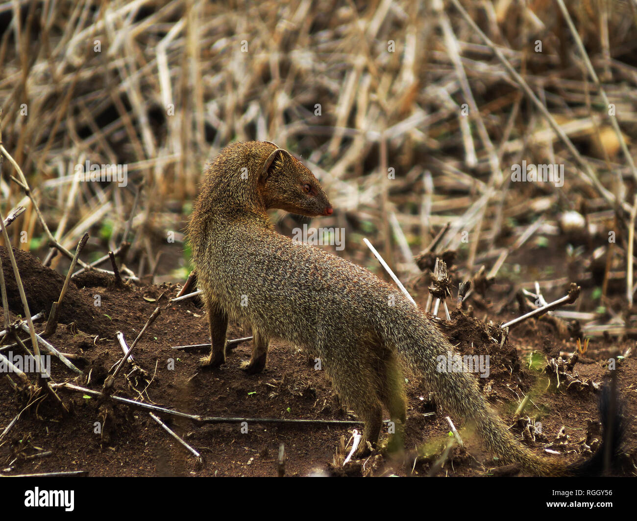 A small mammal in Kruger National Park, South Africa Stock Photo Alamy