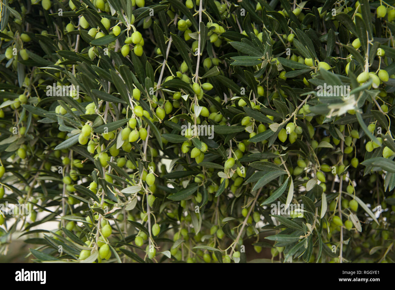 Olive tree in an olive orchard. Growing olive trees in agriculture