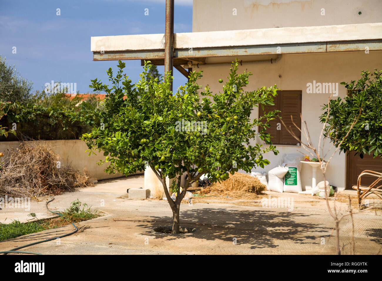 Lemon tree in the garden Stock Photo - Alamy
