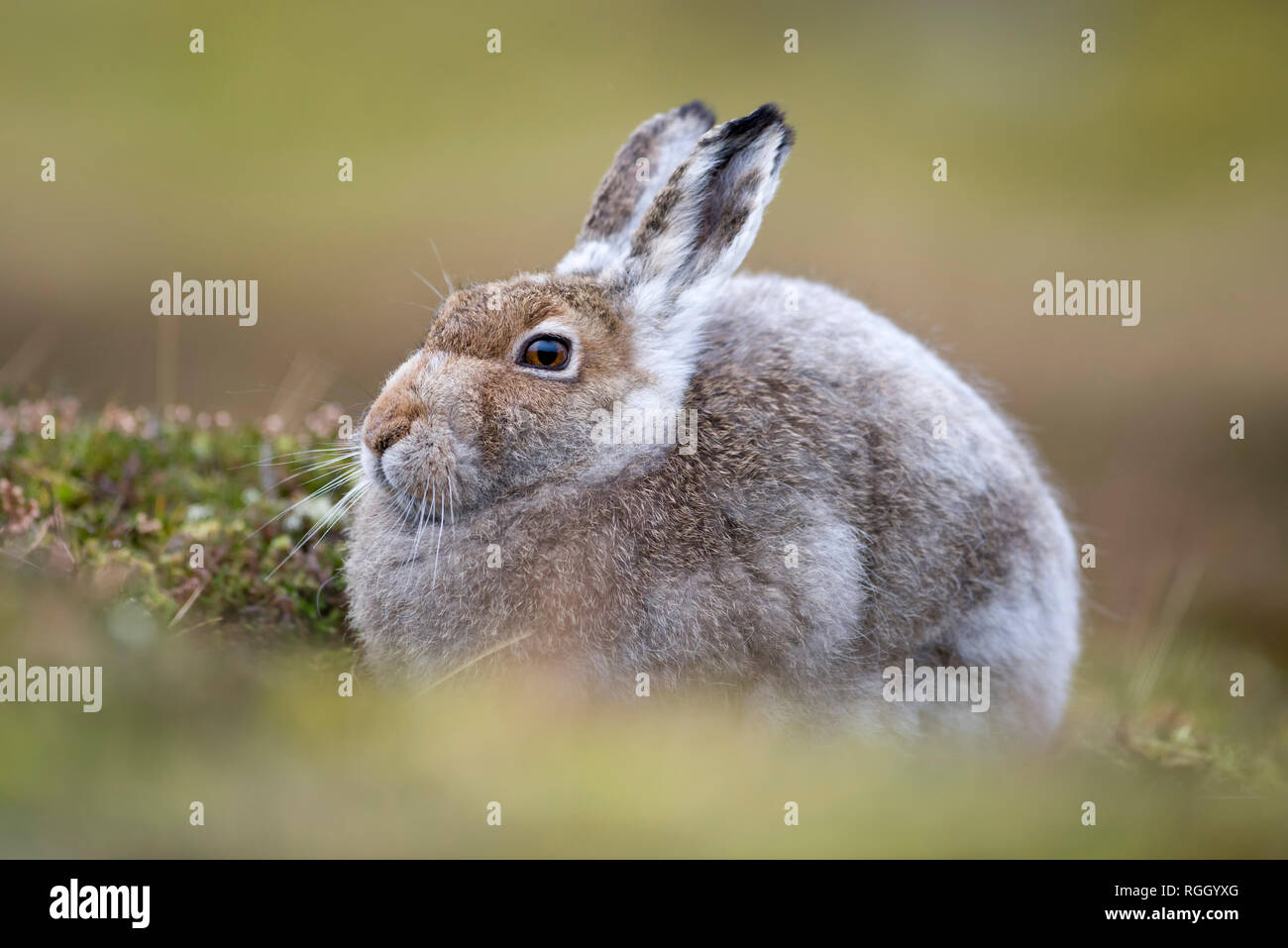 UK, Scotland, Mountain Hare Stock Photo