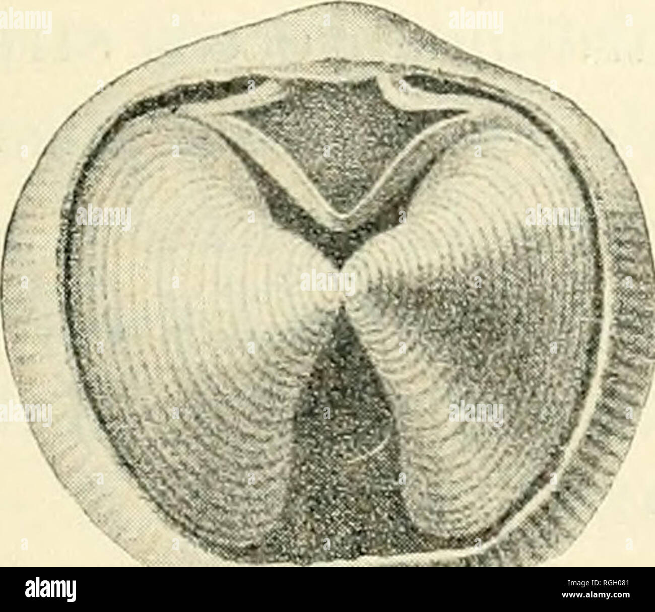 . Bulletin of the Buffalo Society of Natural Sciences. Natural history -- New York (State); Natural history. Fig. 136. Atrypa reticularis. Interior of brachial and pedicle valves ; ventral (pedicle), dorsal (brachial), and lateral views of the exterior of a specimen ; views of interior, with pedicle valve removed, with brachial valve removed, showing the position and characters of the spiral brachidia (from Hall). Atrypa spinosa. Hall. (Fig. 137.) (Pal. N. Y., Vol. IV., p. 322, PI. LIII.A.) (= A. aspera of American authors.) Distinguishing Characters.— Greater equality of valves, which are, in Stock Photo