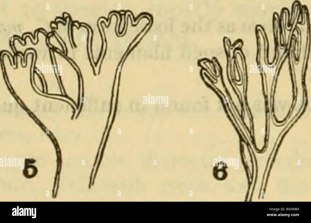. Bulletin of the Bureau of Fisheries. Fisheries; Fish culture. Fig. 4.—Gomonlia polyrhiza, after Lagerheim (i88s). A Vegetative cell; B, Aplanosporangium. Fig. 5.—Udotea cyathi/ormis. X7S. af(er Howe (1909). Apices of cortical filaments of stipe. Fig. 6.—Udotea congluUnaia, X78. after Howe (1909). Apices of cortical filameats of stipe. Fig. i.—Ulvella lens, after Crouan (1859). A. Section of thallus; B. Surface view. Fig. 2.—A, CiuEUiTncTpha linum f. airea; B. Chtctomarpha brachygona; C. Chstomorpha melaxjonium f. rupincola. X4:. Fig. 3.—Rhizodonium riparium. A. X4r: B. X281. 3. Chsetomorpha  Stock Photo