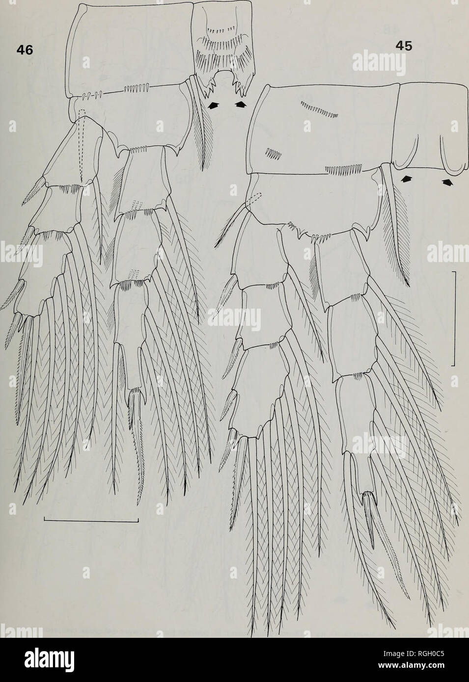 . Bulletin of the British Museum (Natural History) Zoology. FRESHWATER CYCLOPOID COPEPODS OF NIGERIA 201. Figs 45^16 Thermocyclops inopinus: 45, leg 4. Thermocyclops neglectus: 46, leg 4. Scale bars = 50^m.. Please note that these images are extracted from scanned page images that may have been digitally enhanced for readability - coloration and appearance of these illustrations may not perfectly resemble the original work.. Farn, Alexander E. London : Butterworths Stock Photo
