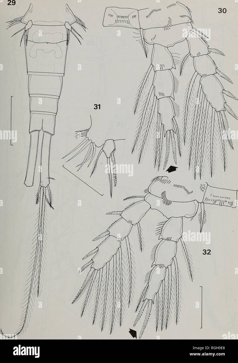 . Bulletin of the British Museum (Natural History) Zoology. FRESHWATER CYCLOPOID COPEPODS OF NIGERIA 197. Figs 29-32 Afrocyclops ikennus: 29, female urosome; 30, leg 4. Afrocyclops doryphorus: 31, fifth leg; 32, leg 4. Scale bars 29 = lOO^m, 30-32 = 50(im.. Please note that these images are extracted from scanned page images that may have been digitally enhanced for readability - coloration and appearance of these illustrations may not perfectly resemble the original work.. Farn, Alexander E. London : Butterworths Stock Photo