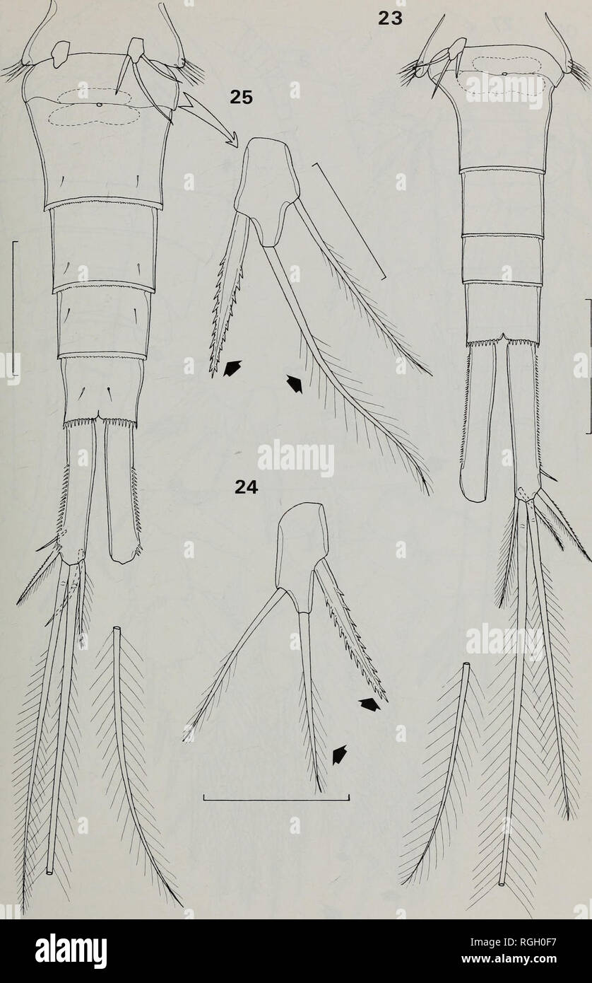 . Bulletin of the British Museum (Natural History) Zoology. FRESHWATER CYCLOPOID COPEPODS OF NIGERIA 195. Figs 23-25 Eucyclops agiloides: 23, female urosome; 24, fifth leg. Eucyclops serrulatus: 25, female urosome, with detail of fifth leg. Scale bars 23 and 25 = 100 im, 24 = 25nm.. Please note that these images are extracted from scanned page images that may have been digitally enhanced for readability - coloration and appearance of these illustrations may not perfectly resemble the original work.. Farn, Alexander E. London : Butterworths Stock Photo