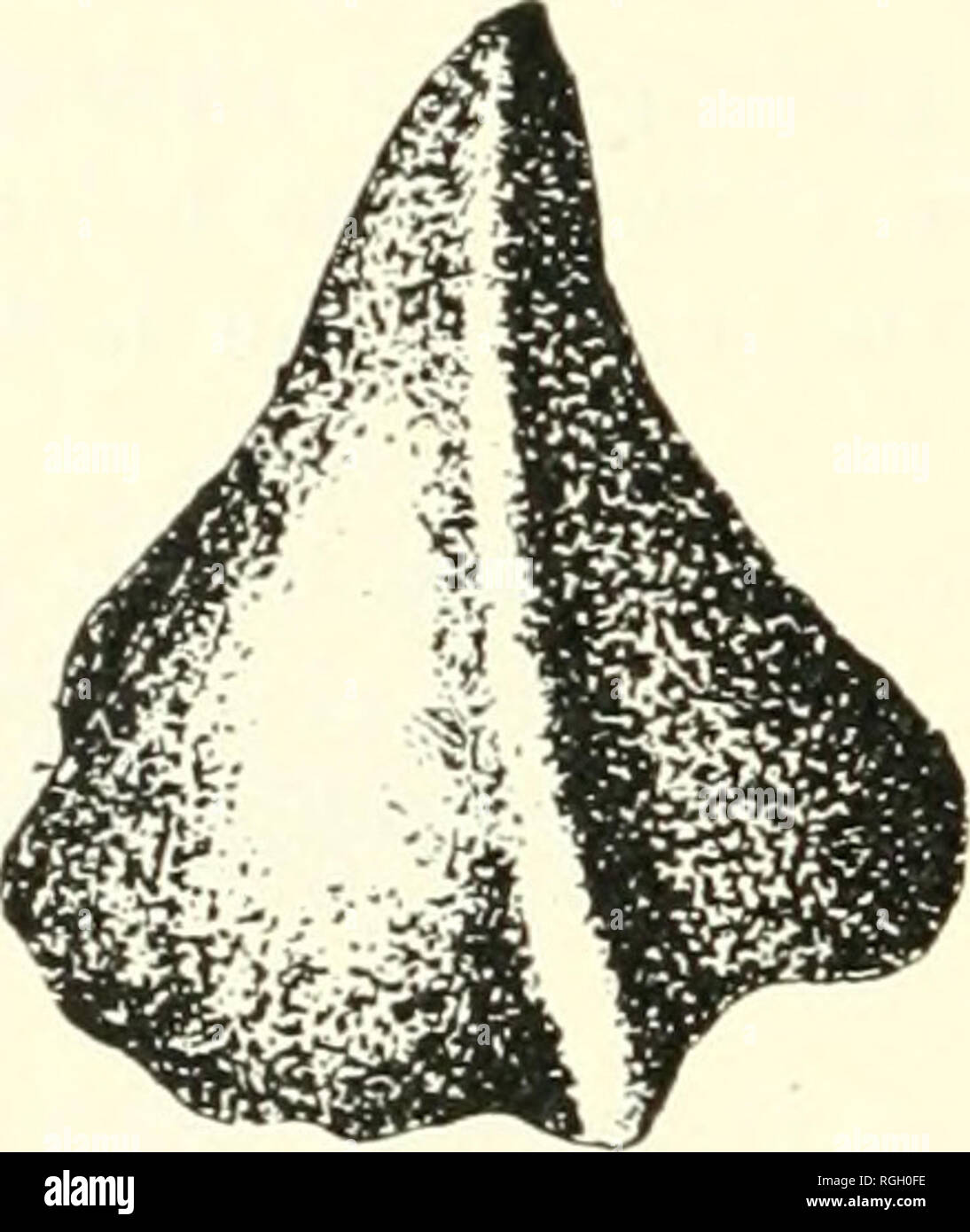 . Bulletin of the Buffalo Society of Natural Sciences. Natural history; Science. Fig. 194. Platyceras erectum (after Hallj. Platyceras ERECTUM. Hall. (Fig. 1U4.) (Pal.N.Y.,Vol. v., Pt. II., p. 5, PI. II.) Distin^-uishing Characters.—Closely iiirolled apex, for one and one-half volutions; rapidly exj)anding lower portion; outer surface regularly arcuate to the inrolled spire: concentric laniellose striae, arched abruptly over nar- row bands, marking former sinuosities in the peristome. Found in the Demissa beds, at Section 5 (where small individuals, probably of this species, are com- mon). Pla Stock Photo