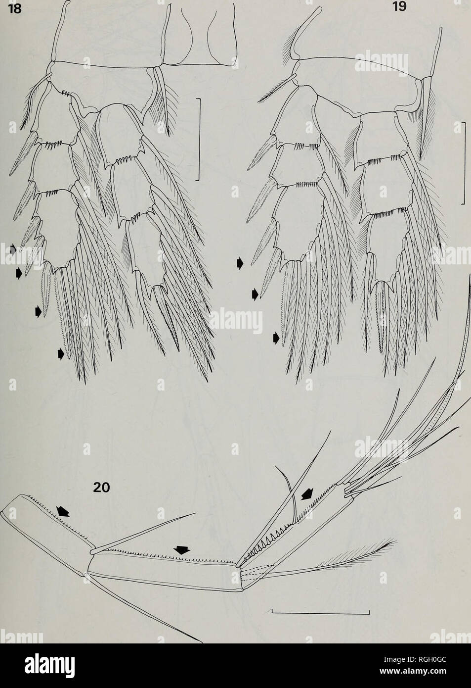 . Bulletin of the British Museum (Natural History) Zoology. FRESHWATER CYCLOPOID COPEPODS OF NIGERIA 193. Figs 18-20 Eucyclops serrulatus: 18, leg 3; Afrocyclops gibsoni: 19, leg 3. Eucyclops macruroides: 20, distal 3 segments of female antennule. Scale bars = 50|im.. Please note that these images are extracted from scanned page images that may have been digitally enhanced for readability - coloration and appearance of these illustrations may not perfectly resemble the original work.. Farn, Alexander E. London : Butterworths Stock Photo