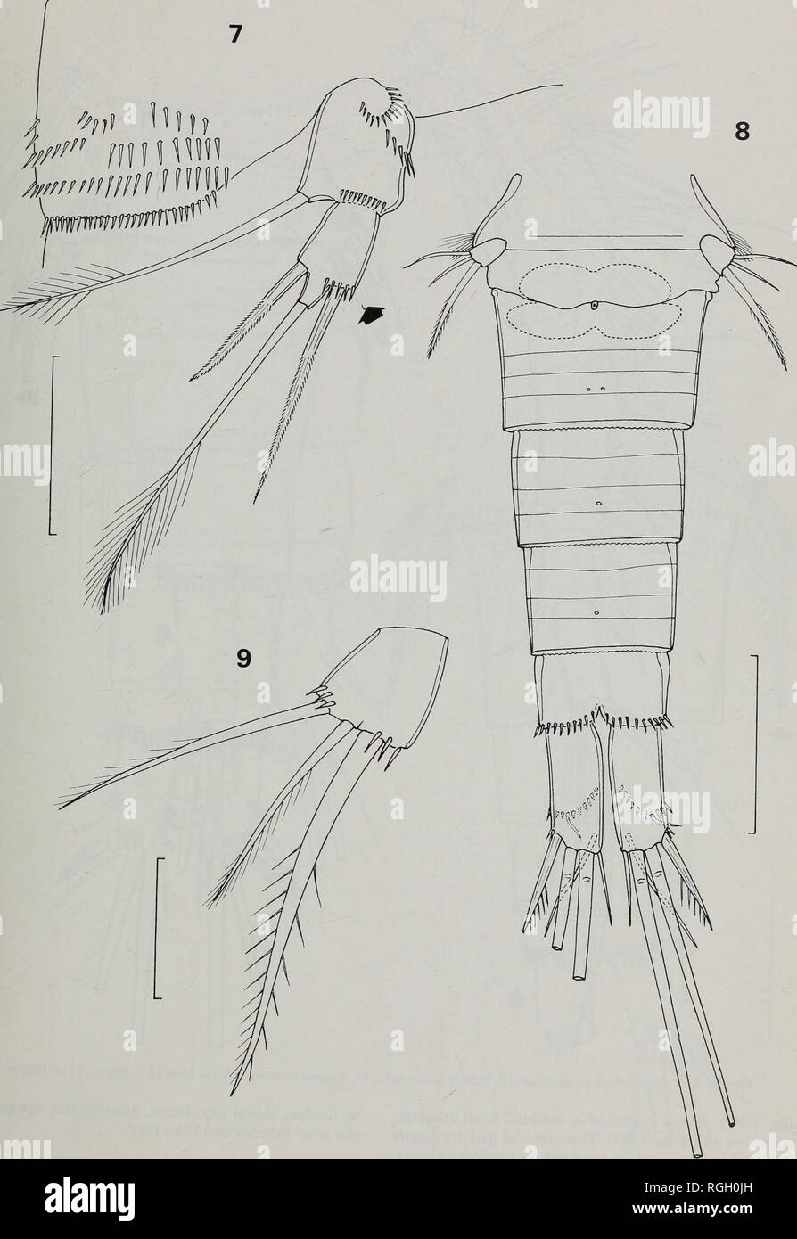 . Bulletin of the British Museum (Natural History) Zoology. FRESHWATER CYCLOPOID COPEPODS OF NIGERIA 189. Figs 7-9 Macrocyclops albidus: 7, fifth leg. Paracyclops affinis: 8, female urosome; 9, fifth leg. Scale bars 7 = 50,m, 8 = lOO^m, 9 = 25,m.. Please note that these images are extracted from scanned page images that may have been digitally enhanced for readability - coloration and appearance of these illustrations may not perfectly resemble the original work.. Farn, Alexander E. London : Butterworths Stock Photo