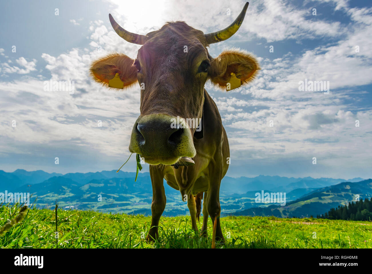 Allgaeuer Braunvieh, Almlandschaft bei Immenstadt, Allgaeuer Alpen, Allgaeu, Bayern, Deutschland, Europa Stock Photo