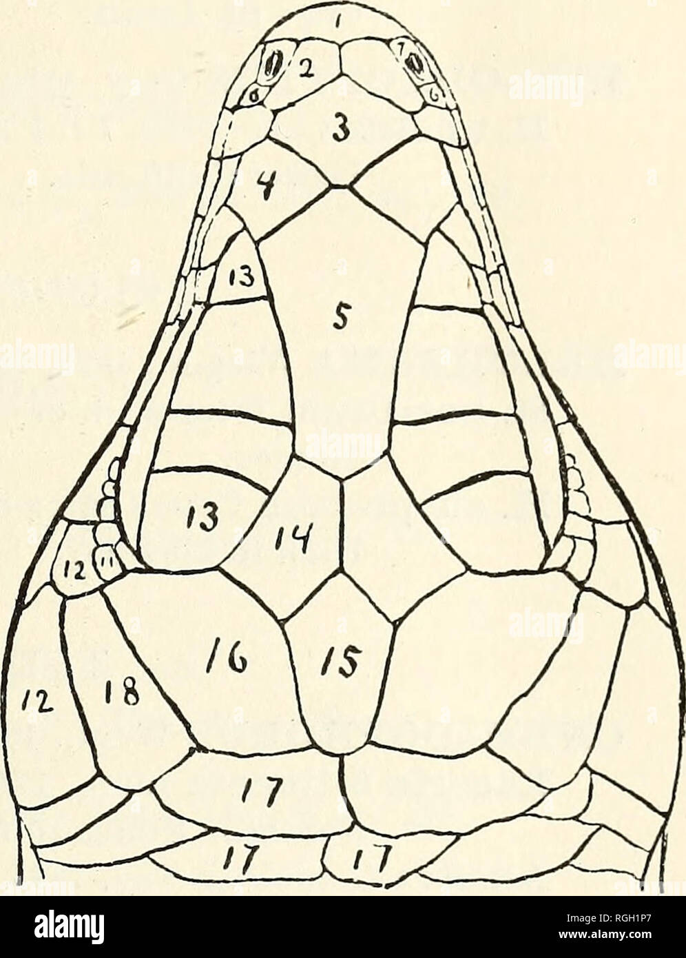 . Bulletin of the Essex Institute. Essex Institute; Natural history; genealogy. 1 Rostral. 2 Supranasals. 3 Internasal. 4 Prefrontals. 5 Frontal. 6 Postnasals. 7 Nasals. 8 Loreals. 9 Preorbitals. 10 Labials.. EUMECES FASCIATUS. 11 Postorbitals. 12 Temporals. 13 Supraciliaries. 14 Frontoparietals. 15 Interparietal. 16 Parietals. 17 Occipitals. 18 Supratemporals. 19 Infralabials. 20 Submentals.. Please note that these images are extracted from scanned page images that may have been digitally enhanced for readability - coloration and appearance of these illustrations may not perfectly resemble th Stock Photo