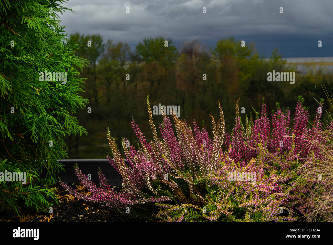 Purple heather, and spruce view from window in rainy day Stock Photo