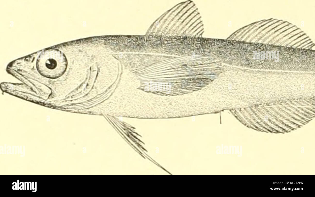 Theragra chalcogramma hi-res stock photography and images - Alamy