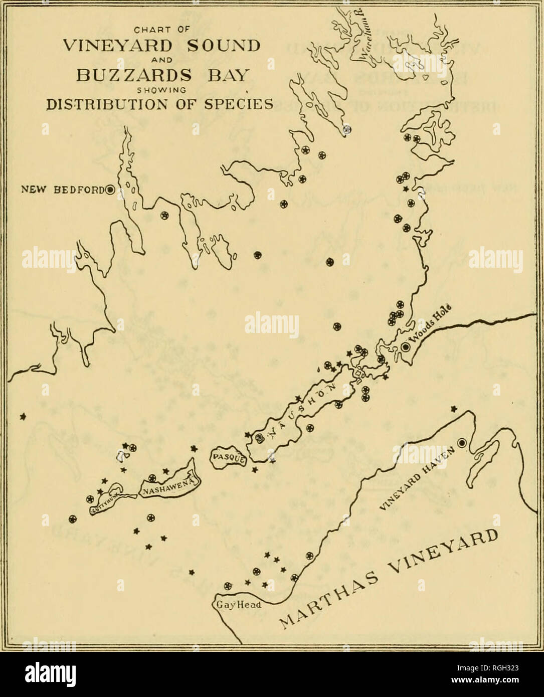 . Bulletin of the Bureau of Fisheries. Fisheries; Fish culture. BIOLOGICAL SURVEY OF WOODS HOLE AND VICINITY. 375. Chart 157.—Lyonsui hyalina. (See eNpUinivtion of chart :;6.). Please note that these images are extracted from scanned page images that may have been digitally enhanced for readability - coloration and appearance of these illustrations may not perfectly resemble the original work.. United States. Bureau of Fisheries. Washington, D. C. : Govt. Print. Off. Stock Photo