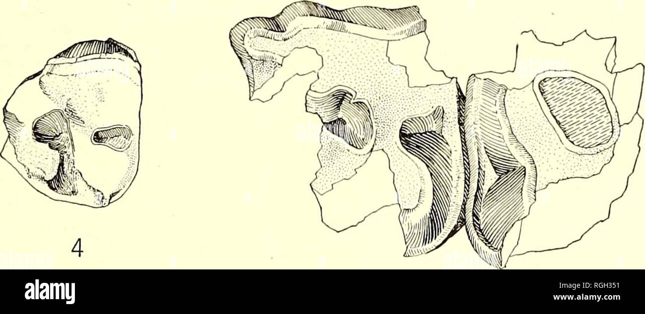 . Bulletin of the Department of Geology. Geology. 1920] Stock: An Early Tertiary Vertebrate Fmina 271 CAENOPUS? or DICEEATHERIUM?, sp. indet. Three fragmentary superior teeth pertaining to a single rhinoceros, no. 23614, figures 4 and 5, are available for study. These specimens represent P- and apparently P- and P-. They correspond fairly closely in size with similar teeth of Oligocene rhinoceroses and particularly with those of Caenopus occidentalis as figured by Osborn.^ In the character of size they are comparable also to some specimens belong- ing to rhinoceroses from the John Day. The tee Stock Photo