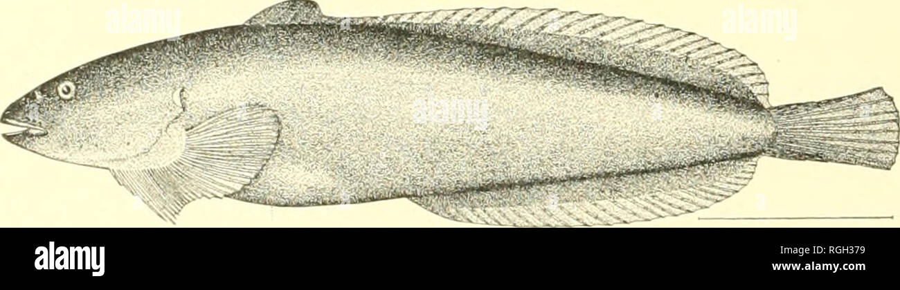 . Bulletin of the Bureau of Fisheries. Fisheries; Fish culture. .-;af^ '/^;n Fig. 99.—Neoliparis rutteri Gilbert &amp; SnydiT. 189. Neoliparls callyodon i Pallas i. One htmdred and twenty-six specimens. 0.75 to 5 inches long, secured in 1903 from the following places: Shakan Bay; Diamond Point: Point Ellis; Funter Bay; stations 4205-7; Naha Bay. Loring; Neah Bay, and at Karluk. Recorded (Bean 1882, as Liparis ndliodon) from Port Etches; Belkofski; Sanl)orn Harlior. Shu- magins; Nateekin Bay, Unalaska; Adak; Amchitka; St. Michael. Unalaska (Gilbert 1895). Karluk and T'yak Bay (Rutter 1899). St. Stock Photo