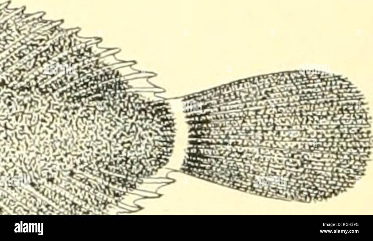 . Bulletin of the Bureau of Fisheries. Fisheries; Fish culture. .-;af^ '/^;n Fig. 99.—Neoliparis rutteri Gilbert &amp; SnydiT. 189. Neoliparls callyodon i Pallas i. One htmdred and twenty-six specimens. 0.75 to 5 inches long, secured in 1903 from the following places: Shakan Bay; Diamond Point: Point Ellis; Funter Bay; stations 4205-7; Naha Bay. Loring; Neah Bay, and at Karluk. Recorded (Bean 1882, as Liparis ndliodon) from Port Etches; Belkofski; Sanl)orn Harlior. Shu- magins; Nateekin Bay, Unalaska; Adak; Amchitka; St. Michael. Unalaska (Gilbert 1895). Karluk and T'yak Bay (Rutter 1899). St. Stock Photo