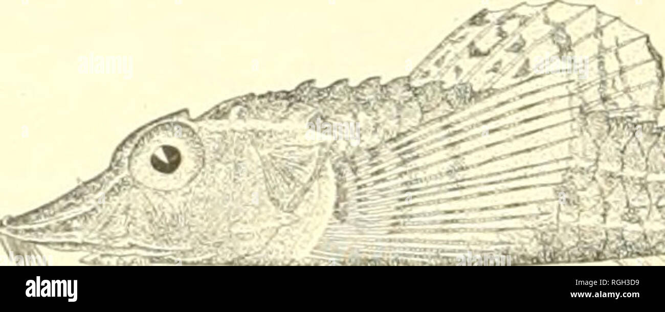 . Bulletin of the Bureau of Fisheries. Fisheries; Fish culture. Fig. 01.—Occa dodecaedron (Tilcsius). 170. Pallasina barbata iSteiudacliner). Twelve specimens, 2.25 to 4 inches long, seined in Funter Bay; one, 4.75 inches long, seined in Kilisut Harbor; two, 3.8 and 5 inches long, seined in Cleyeland Passage; all collected by the Albatross in 1903. These specimens might just as well l&gt;e called P. ait. exceiit for the 3 or more rows of plates (some- times 2) on median line in fiont of ventrals. P. aix is said to have but 2 and the neighlioring plates small. These specimens have 2 or 3. and t Stock Photo