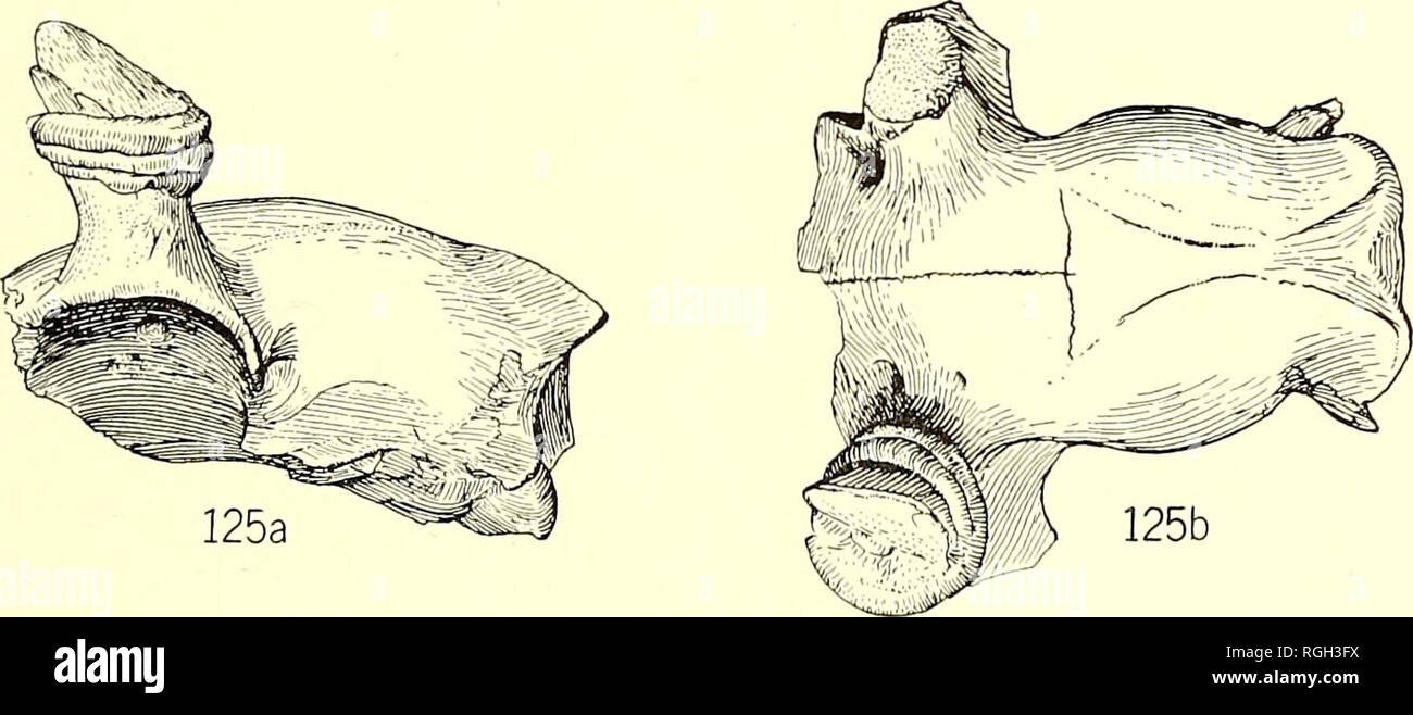 . Bulletin of the Department of Geology. Geology. 1919] Merriam
