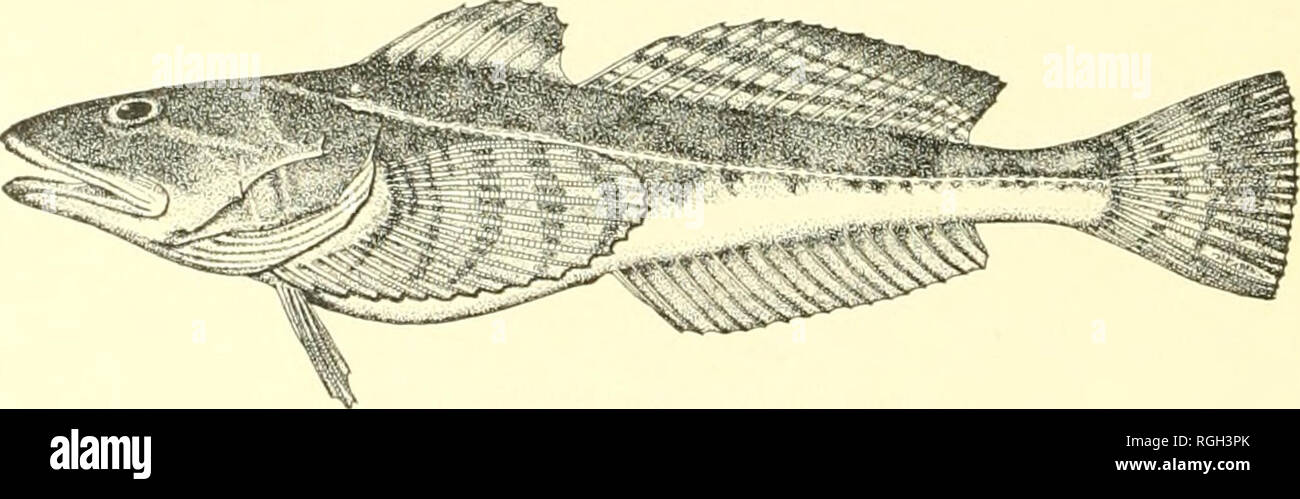 Bulletin of the Bureau of Fisheries. Fisheries; Fish culture. Fig.  80.—Gymnocanthus gal^atus Bean. 151. Leptocottus armatus <;irard. The  collection contains 52 specimens  to 12 inches long from the following  places:
