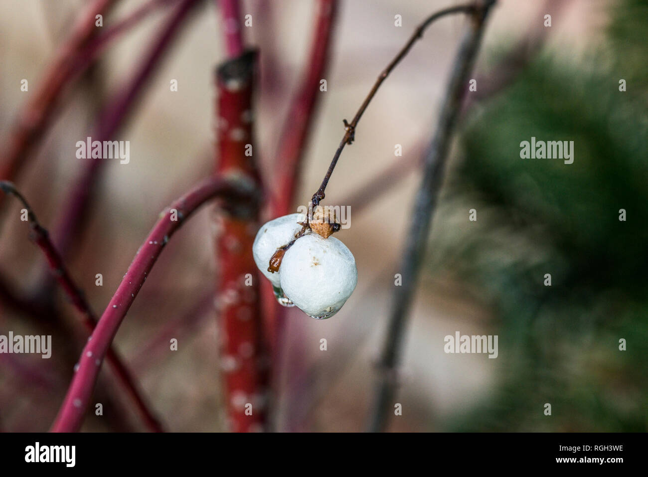 The fruit of a common snowberry (Symphoricarpos albus) Stock Photo
