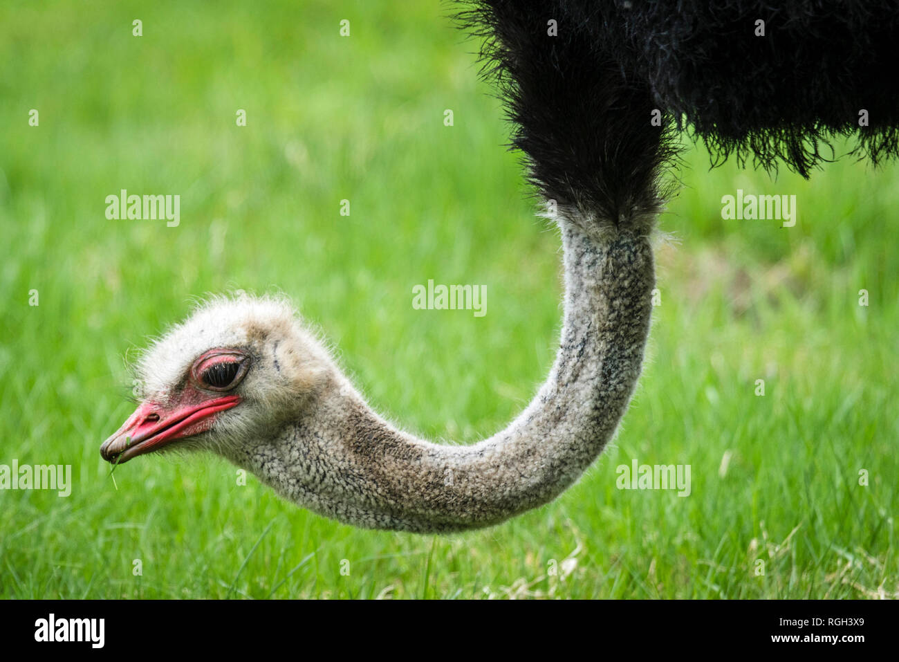 Ostrich with a red beak eating fresh green grass on a meadow in the spring Stock Photo
