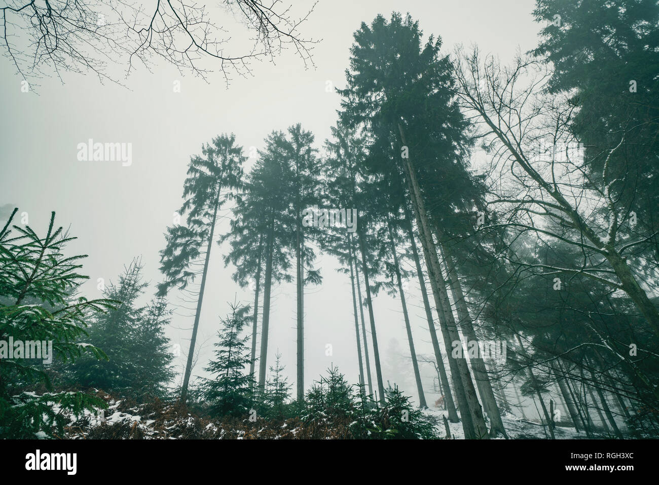 Misty landscape tall pine hi-res stock photography and images - Alamy
