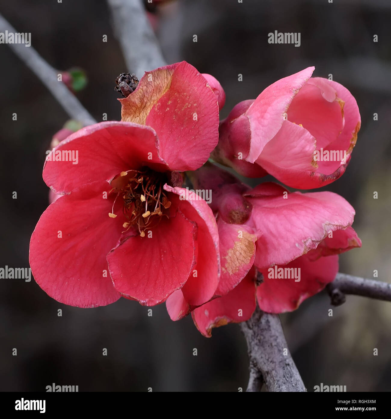 Japonica flowers blooming in January in far West Texas Stock Photo